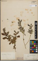 Foto von Salix kochiana Trautv.